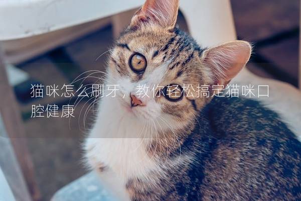 猫咪怎么刷牙，教你轻松搞定猫咪口腔健康