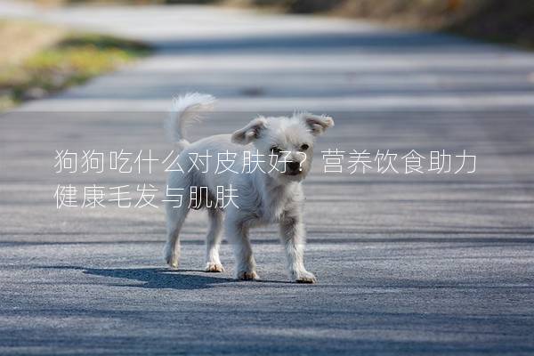 狗狗吃什么对皮肤好？营养饮食助力健康毛发与肌肤