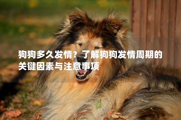 狗狗多久发情？了解狗狗发情周期的关键因素与注意事项