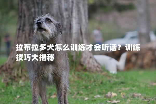拉布拉多犬怎么训练才会听话？训练技巧大揭秘