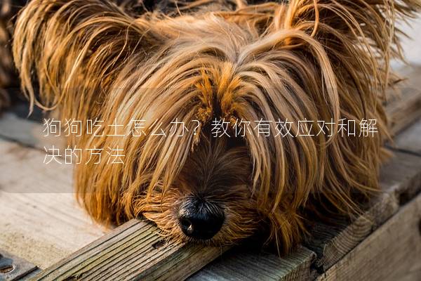 狗狗吃土怎么办？教你有效应对和解决的方法