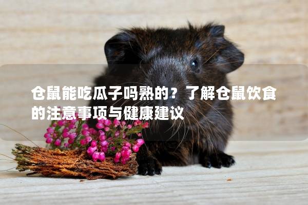 仓鼠能吃瓜子吗熟的？了解仓鼠饮食的注意事项与健康建议