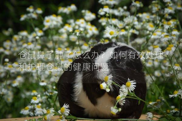 仓鼠鼻子肿了怎么办？如何有效处理和护理仓鼠的健康问题