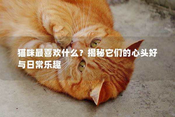 猫咪最喜欢什么？揭秘它们的心头好与日常乐趣