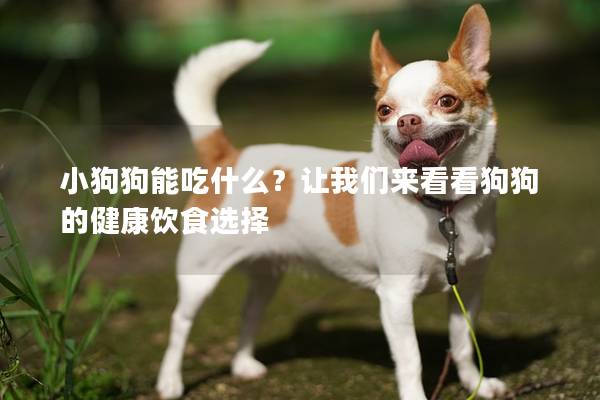 小狗狗能吃什么？让我们来看看狗狗的健康饮食选择