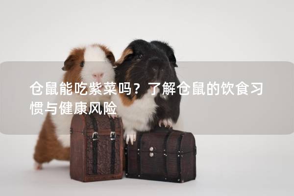 仓鼠能吃紫菜吗？了解仓鼠的饮食习惯与健康风险