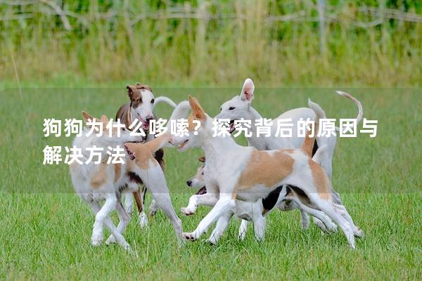 狗狗为什么哆嗦？探究背后的原因与解决方法