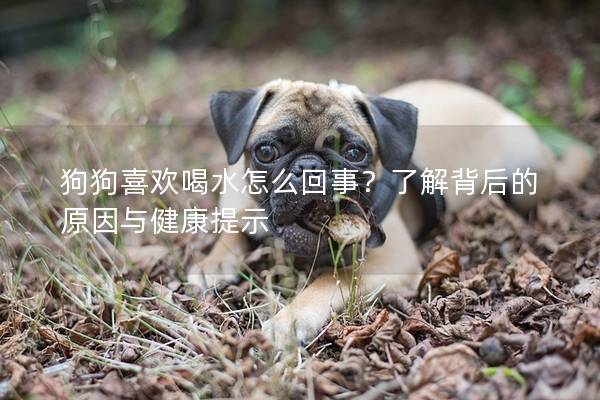 狗狗喜欢喝水怎么回事？了解背后的原因与健康提示