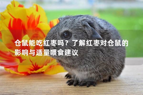 仓鼠能吃红枣吗？了解红枣对仓鼠的影响与适量喂食建议