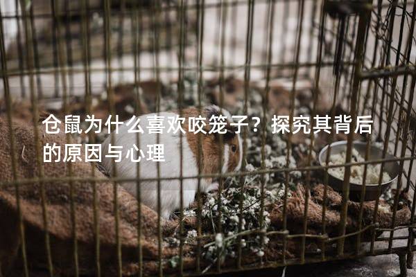 仓鼠为什么喜欢咬笼子？探究其背后的原因与心理