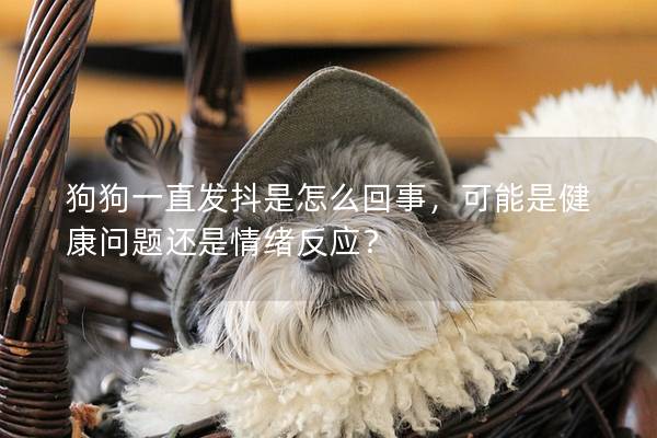 狗狗一直发抖是怎么回事，可能是健康问题还是情绪反应？