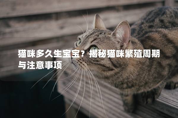 猫咪多久生宝宝？揭秘猫咪繁殖周期与注意事项