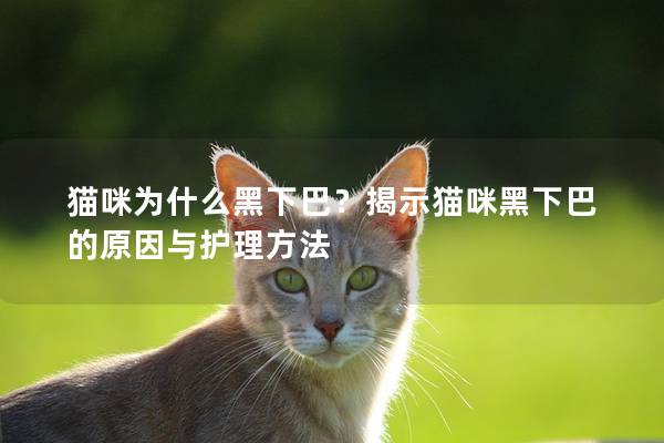 猫咪为什么黑下巴？揭示猫咪黑下巴的原因与护理方法