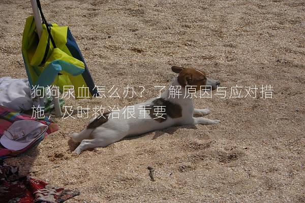 狗狗尿血怎么办？了解原因与应对措施，及时救治很重要