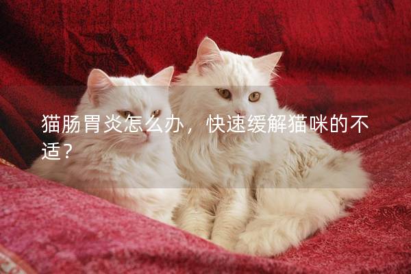 猫肠胃炎怎么办，快速缓解猫咪的不适？