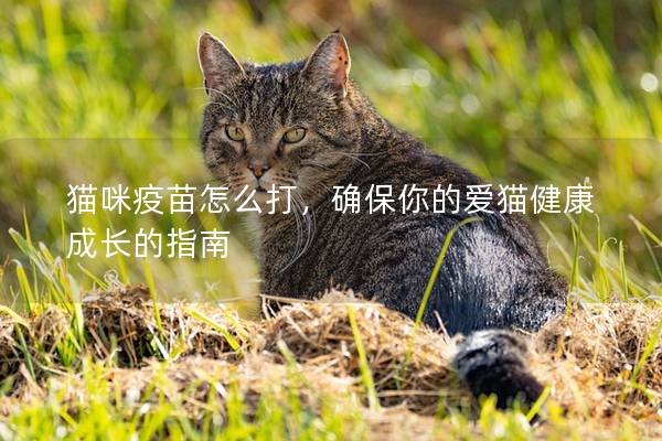 猫咪疫苗怎么打，确保你的爱猫健康成长的指南