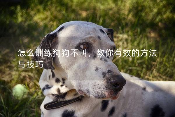 怎么训练狗狗不叫，教你有效的方法与技巧