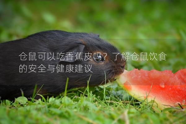 仓鼠可以吃香蕉皮吗？了解仓鼠饮食的安全与健康建议