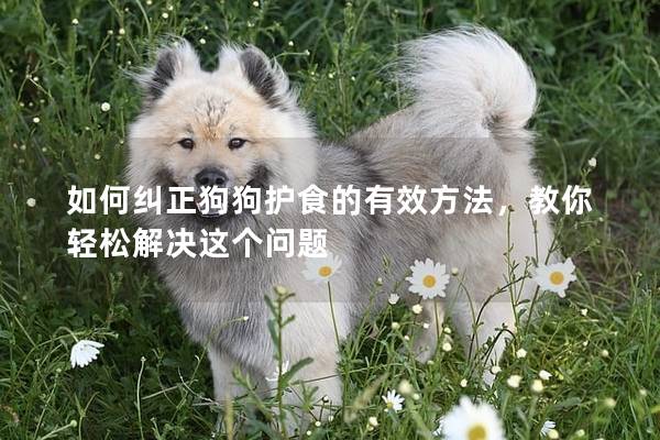 如何纠正狗狗护食的有效方法，教你轻松解决这个问题