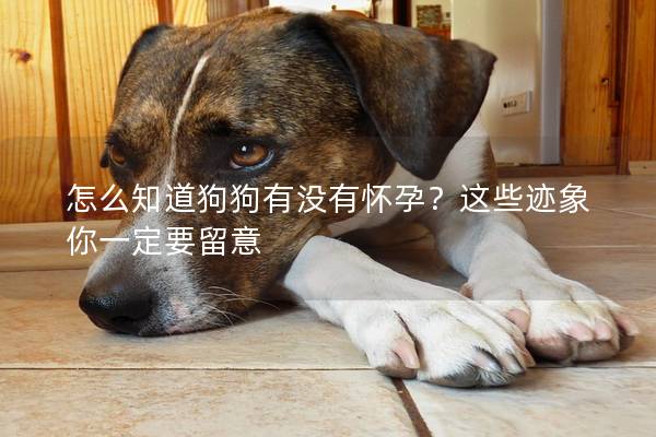 怎么知道狗狗有没有怀孕？这些迹象你一定要留意