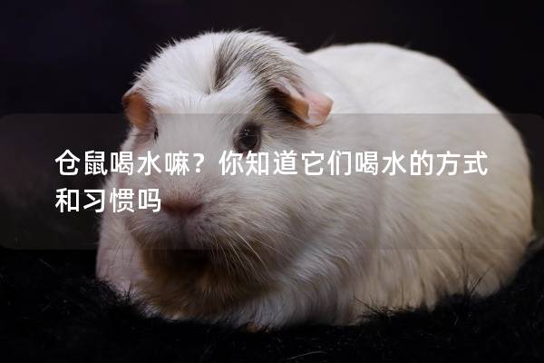 仓鼠喝水嘛？你知道它们喝水的方式和习惯吗