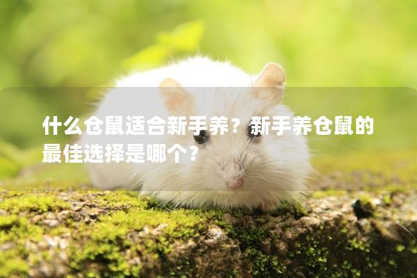 什么仓鼠适合新手养？新手养仓鼠的最佳选择是哪个？