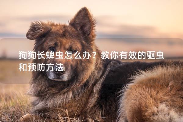 狗狗长蜱虫怎么办？教你有效的驱虫和预防方法