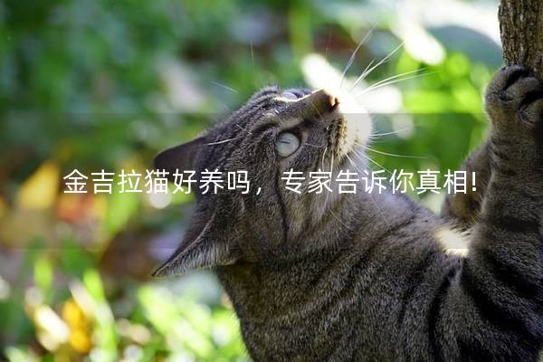 金吉拉猫好养吗,专家告诉你真相! 金吉拉猫好养吗,专家告诉你真相!