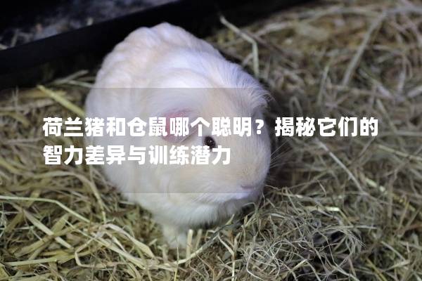 荷兰猪和仓鼠哪个聪明？揭秘它们的智力差异与训练潜力