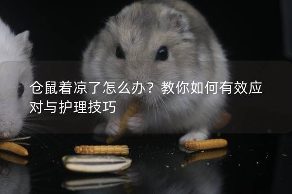 仓鼠着凉了怎么办？教你如何有效应对与护理技巧