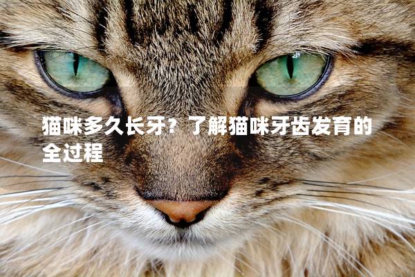 猫咪多久长牙？了解猫咪牙齿发育的全过程