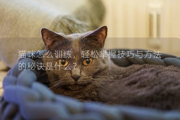 猫咪怎么训练，轻松掌握技巧与方法的秘诀是什么？