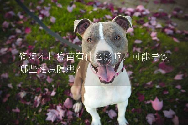 狗狗不打疫苗有什么影响,可能导致哪些健康隐患? 狗狗不打疫苗有什么影响,可能导致哪些健康隐患?
