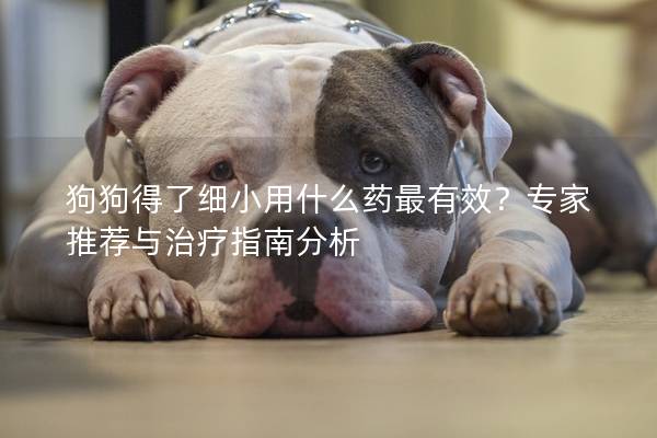 狗狗得了细小用什么药最有效？专家推荐与治疗指南分析