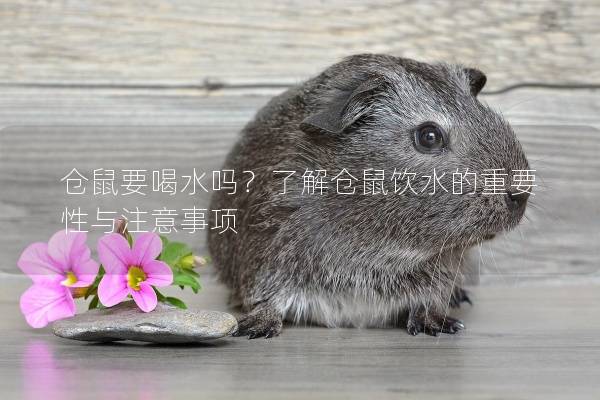 仓鼠要喝水吗?了解仓鼠饮水的重要性与注意事项 仓鼠要喝水吗?了解仓鼠饮水的重要性与注意事项