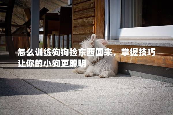 怎么训练狗狗捡东西回来,掌握技巧让你的小狗更聪明 怎么训练狗狗捡东西回来,掌握技巧让你的小狗更聪明