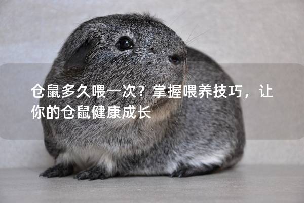 仓鼠多久喂一次？掌握喂养技巧，让你的仓鼠健康成长