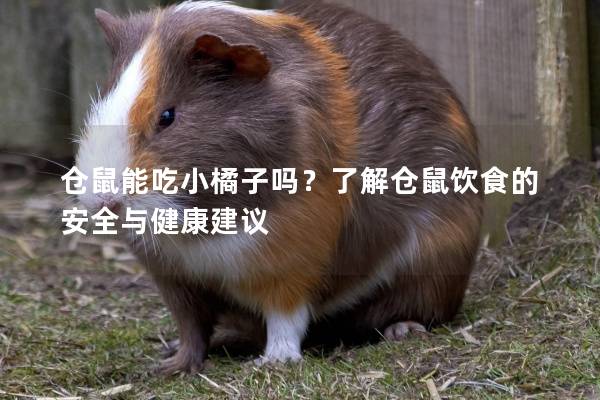仓鼠能吃小橘子吗？了解仓鼠饮食的安全与健康建议