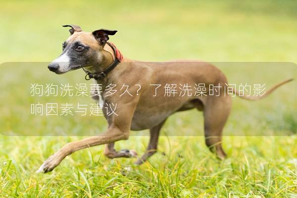 狗狗洗澡要多久?了解洗澡时间的影响因素与建议 狗狗洗澡要多久?了解洗澡时间的影响因素与建议