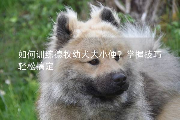 如何训练德牧幼犬大小便?掌握技巧轻松搞定 如何训练德牧幼犬大小便?掌握技巧轻松搞定