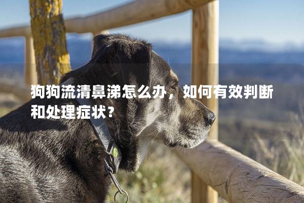 狗狗流清鼻涕怎么办，如何有效判断和处理症状？