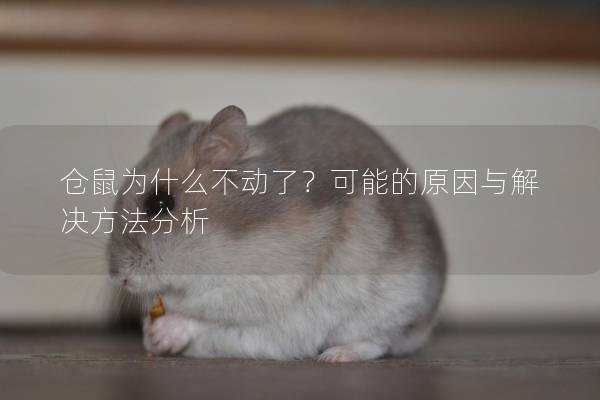 仓鼠为什么不动了？可能的原因与解决方法分析