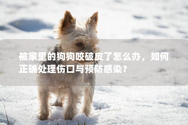 被家里的狗狗咬破皮了怎么办，如何正确处理伤口与预防感染？