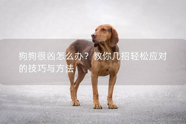 狗狗很凶怎么办?教你几招轻松应对的技巧与方法 狗狗很凶怎么办?教你几招轻松应对的技巧与方法