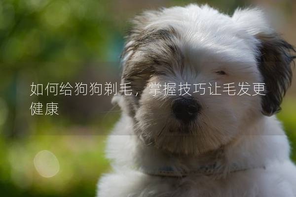 如何给狗狗剃毛，掌握技巧让毛发更健康