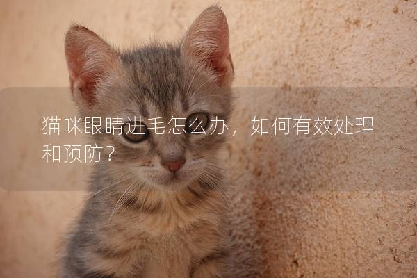 猫咪眼睛进毛怎么办，如何有效处理和预防？