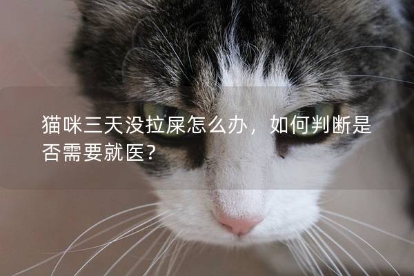 猫咪三天没拉屎怎么办，如何判断是否需要就医？