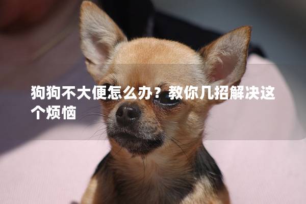 狗狗不大便怎么办？教你几招解决这个烦恼