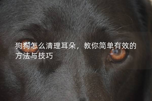 狗狗怎么清理耳朵，教你简单有效的方法与技巧