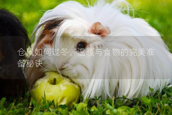 仓鼠如何过冬，温暖与食物的完美准备秘诀